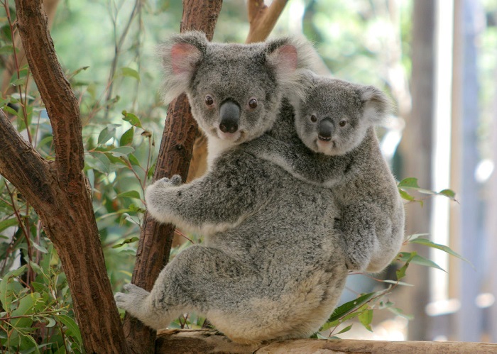 Koala (10)