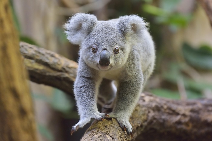 Koala (22)
