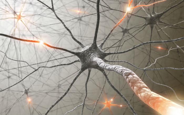 sinetinezi-beyin-nöronlar