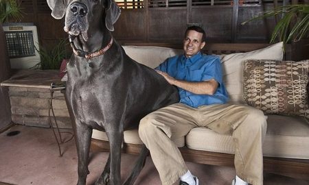 Dünyanın En Büyük Köpekleri