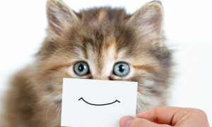 kedileri mutlu etmenin yolları